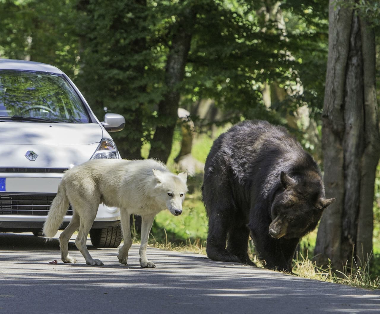 Thoiry ZooSafari: Skip The Line - სურათი 10