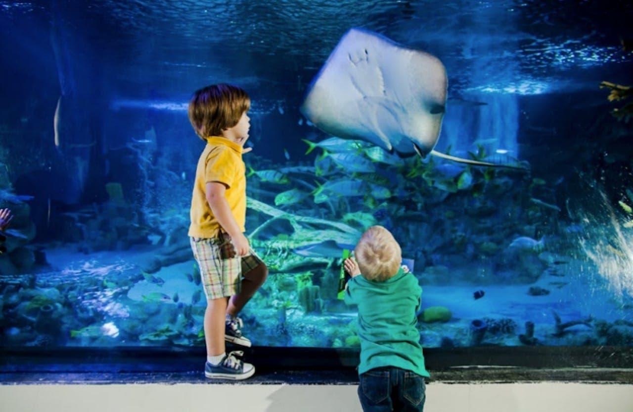 SEA LIFE New Jersey Aquarium Ticket - სურათი 4