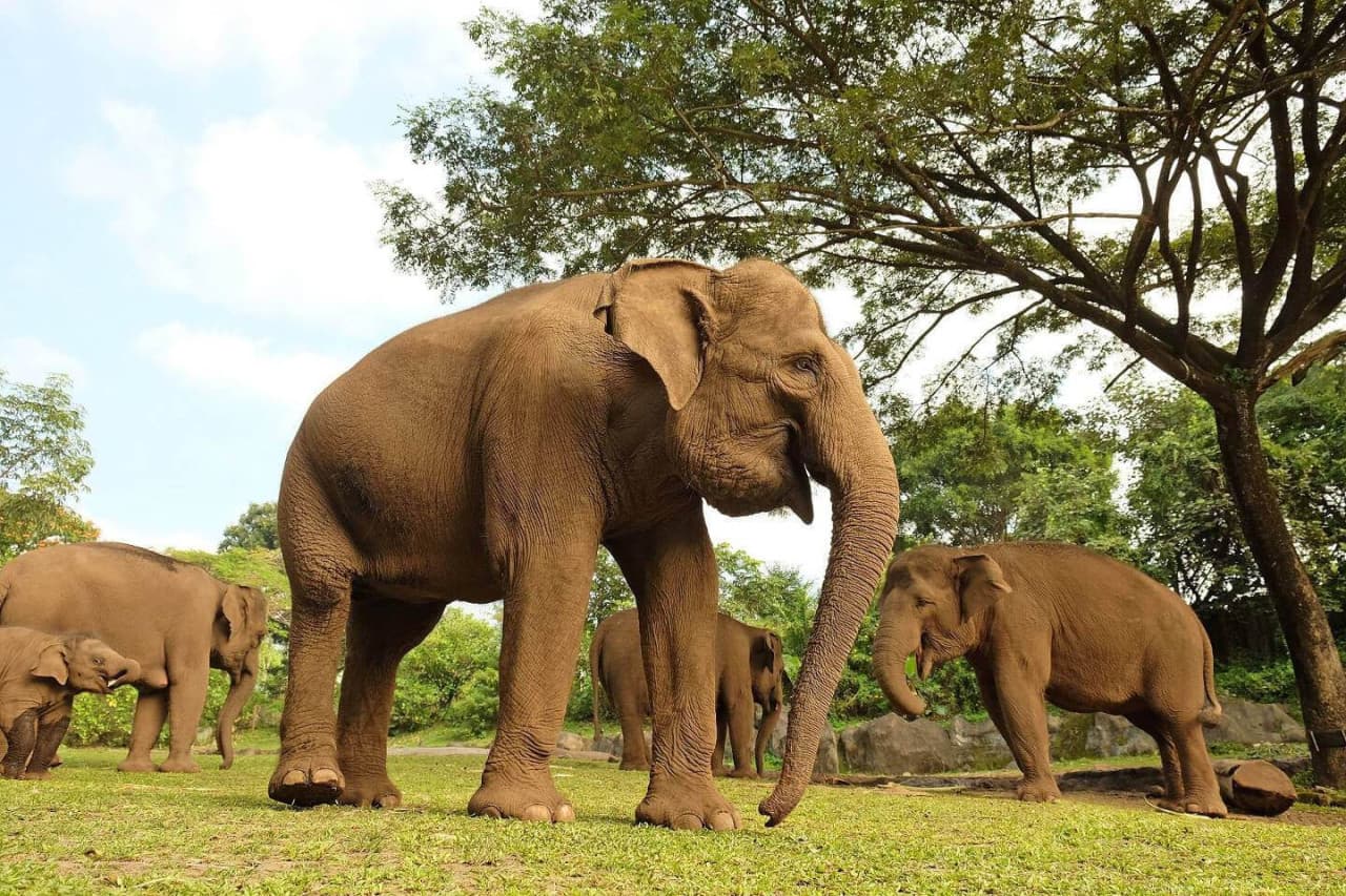 Bali Safari Park Ticket - სურათი 5