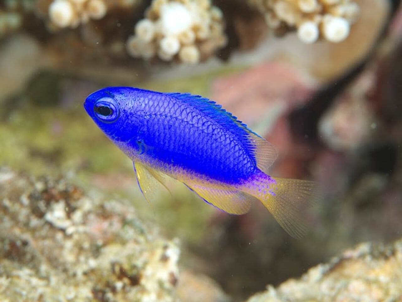 Okinawa Miyakojima Undersea Park - სურათი 6