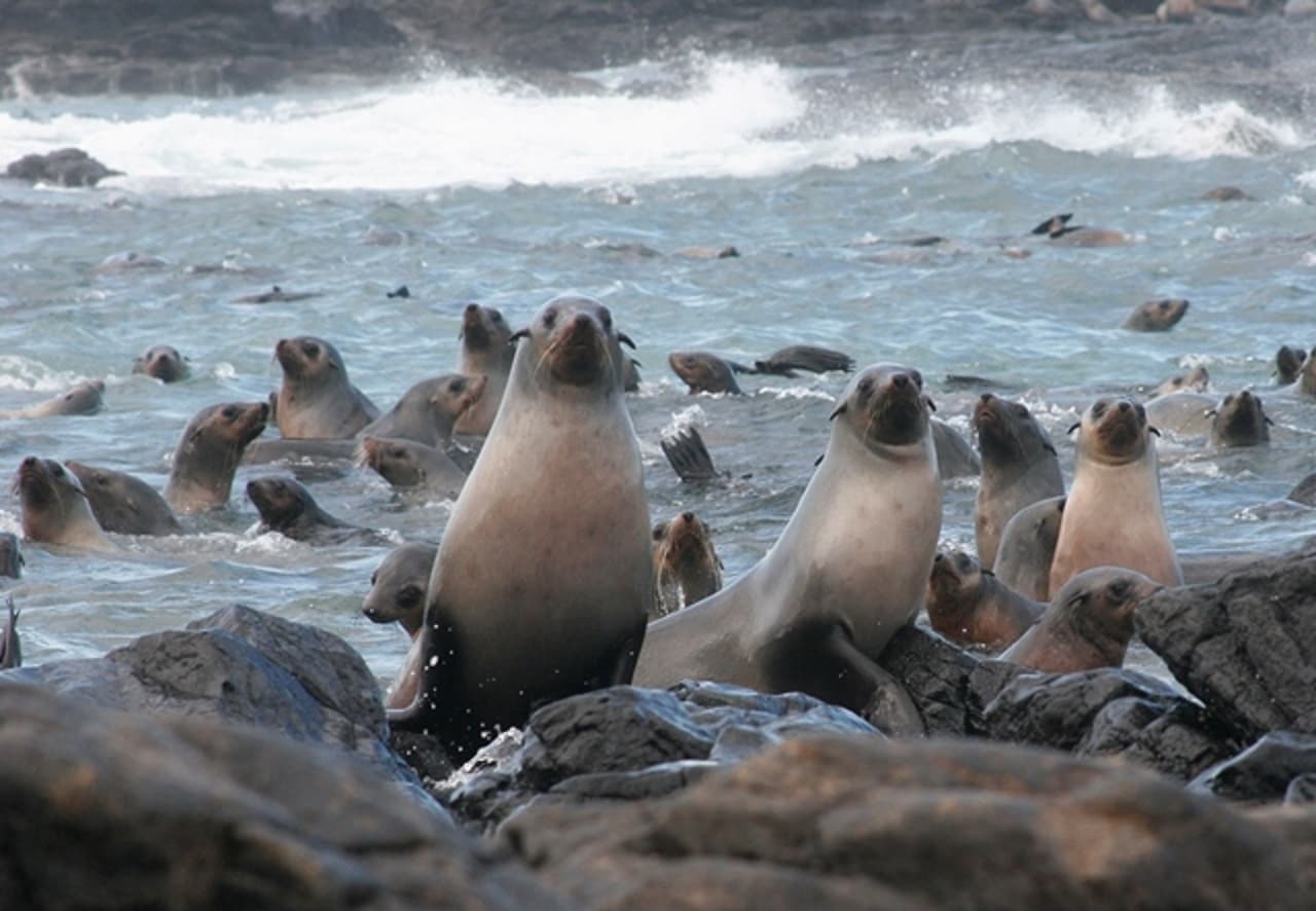 Phillip Island Seal Watching Cruise - მთავარი სურათი