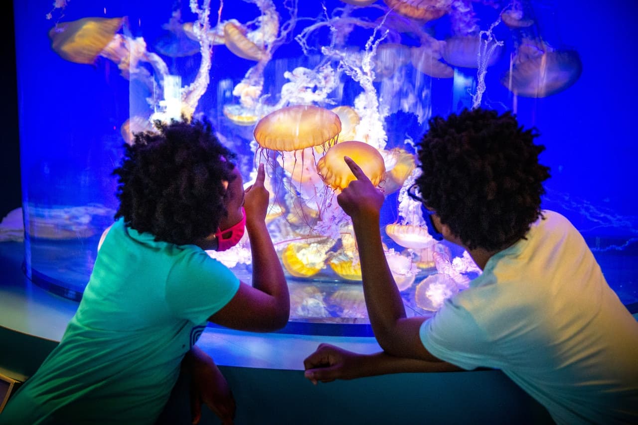 Skip The Line Ticket - Aquarium of the Pacific - მთავარი სურათი