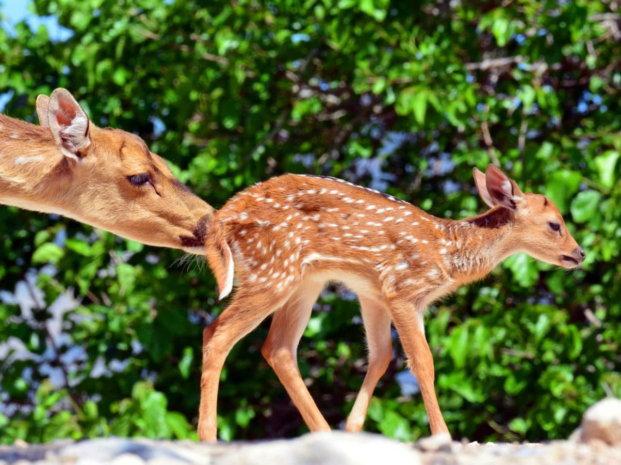 Terra Natura Benidorm: Entry Ticket - სურათი 6