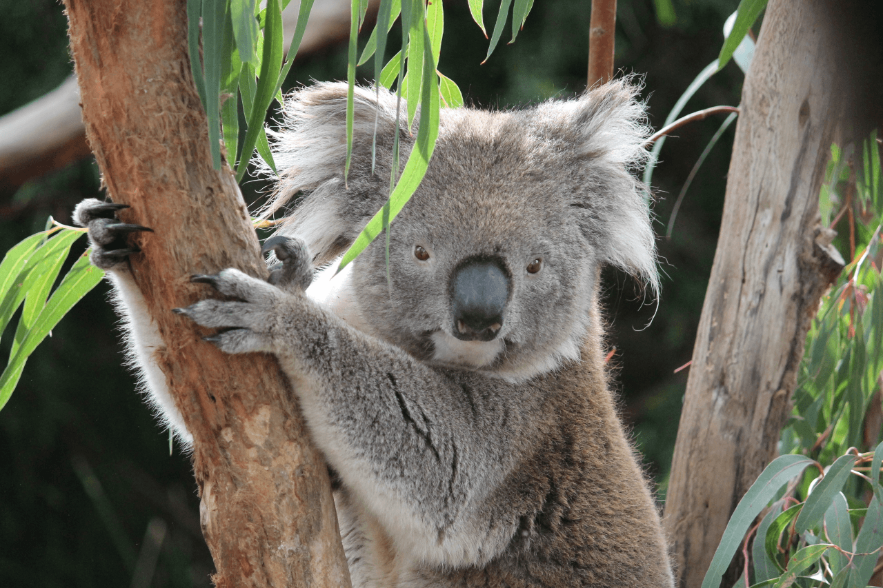 Moonlit Sanctuary Wildlife Conservation Park Ticket - სურათი 14