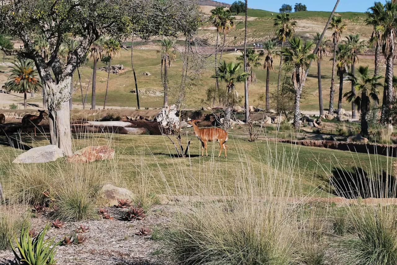 2-Visit Pass: San Diego Zoo + San Diego Zoo Safari Park Tickets - სურათი 14
