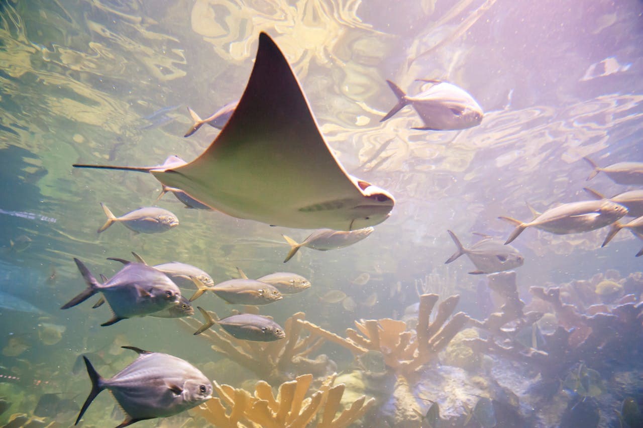 New England Aquarium Ticket - სურათი 9