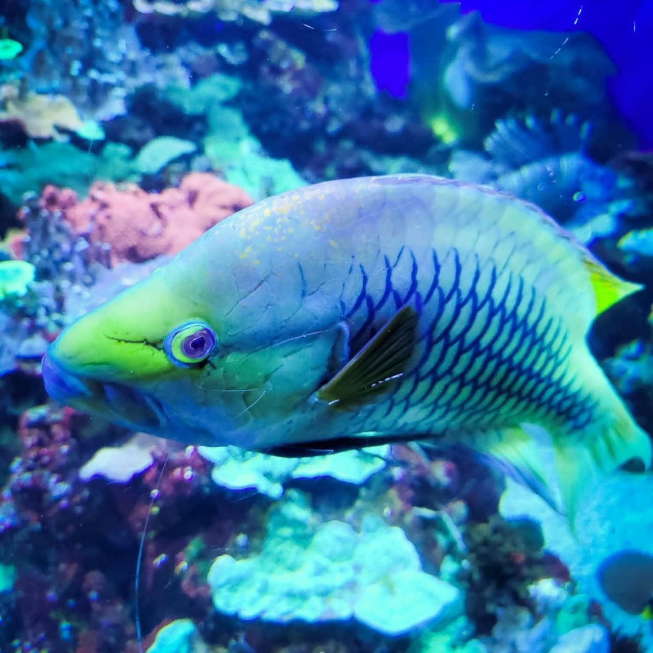 Downtown Aquarium Denver Ticket - სურათი 4