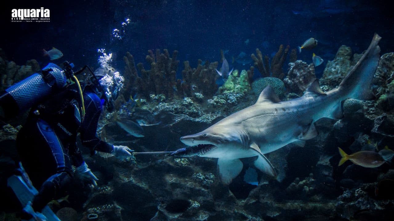 COMBO: Aquaria KLCC + Berjaya Times Square Theme Park Tickets - სურათი 5