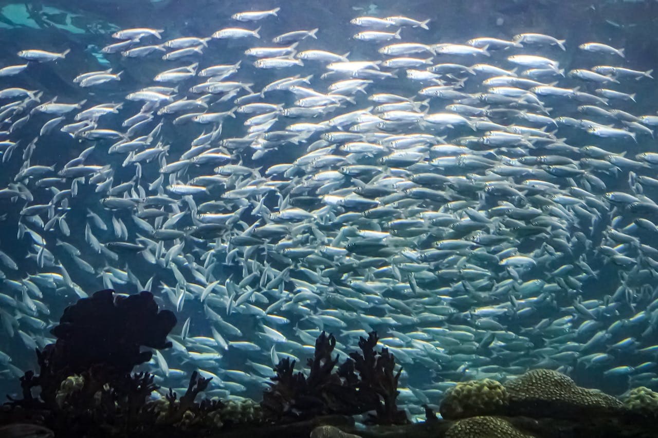 The Florida Aquarium Ticket - სურათი 6