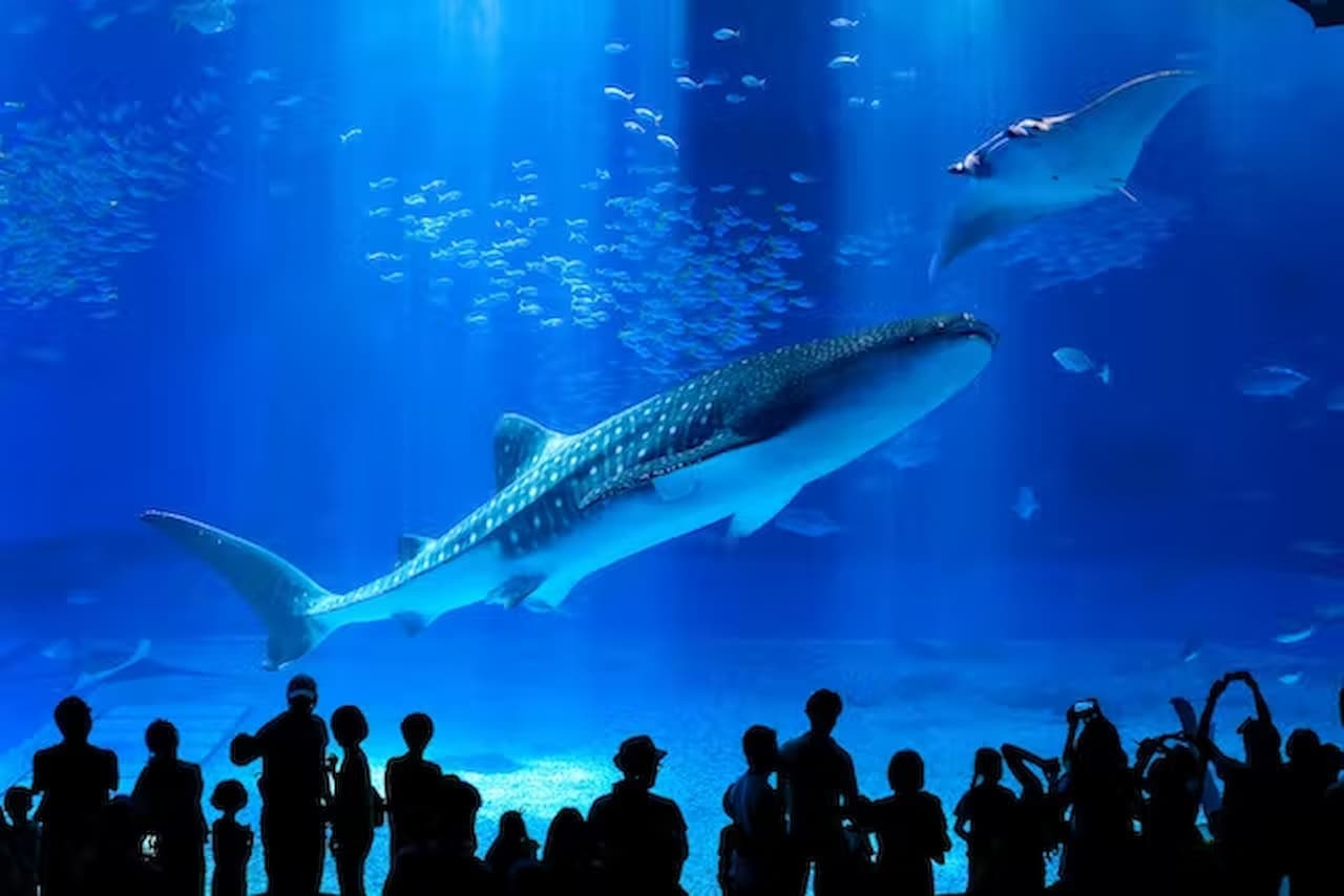 Okinawa Churaumi Aquarium Ticket - მთავარი სურათი