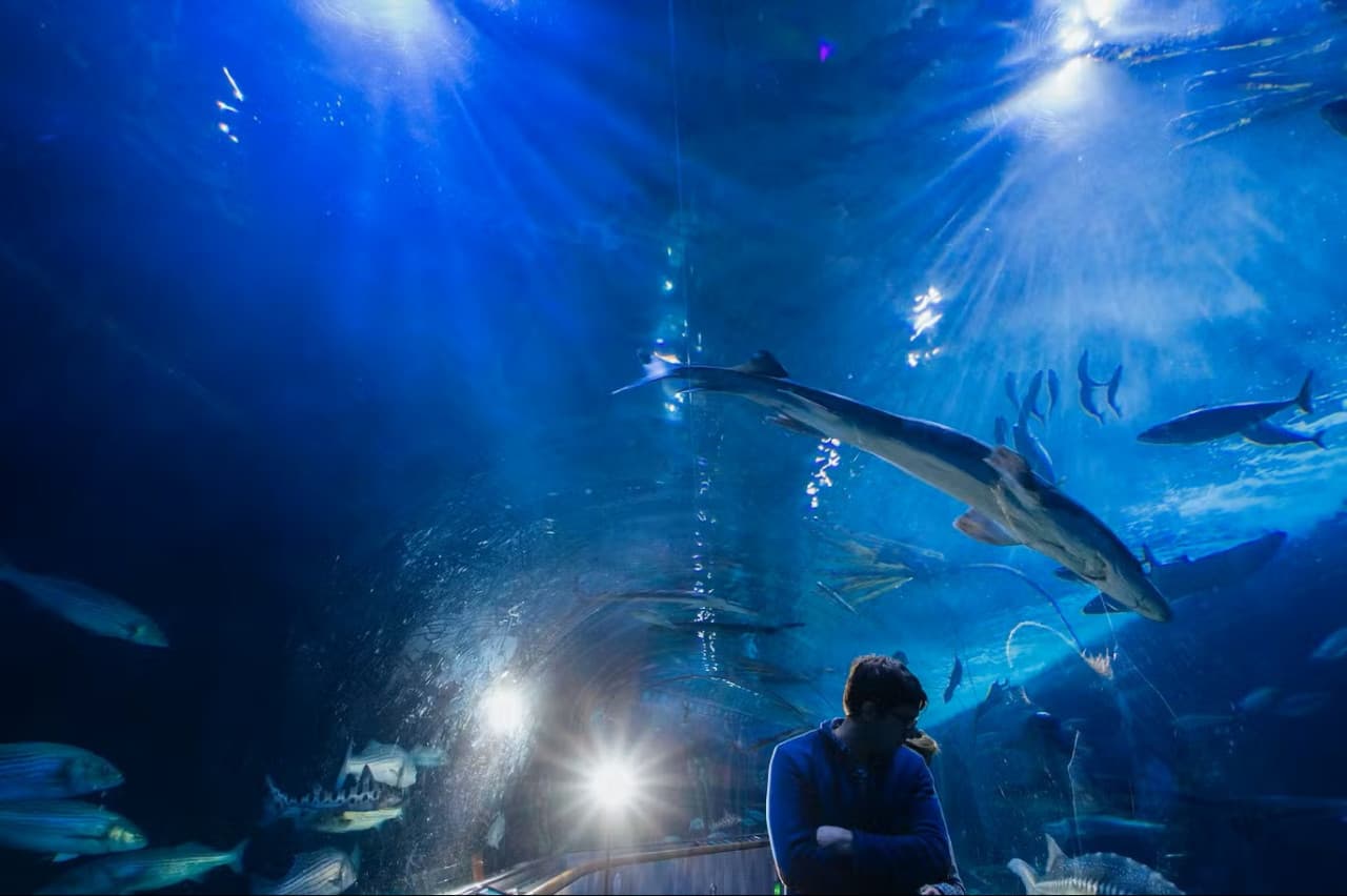 Aquarium of the Bay Ticket - სურათი 5