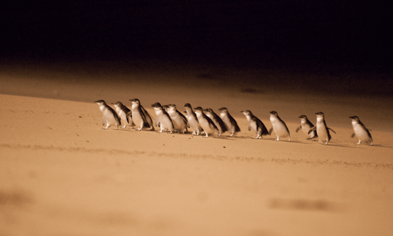 Melbourne City Discovery Tour with Penguin Parade - სურათი 4