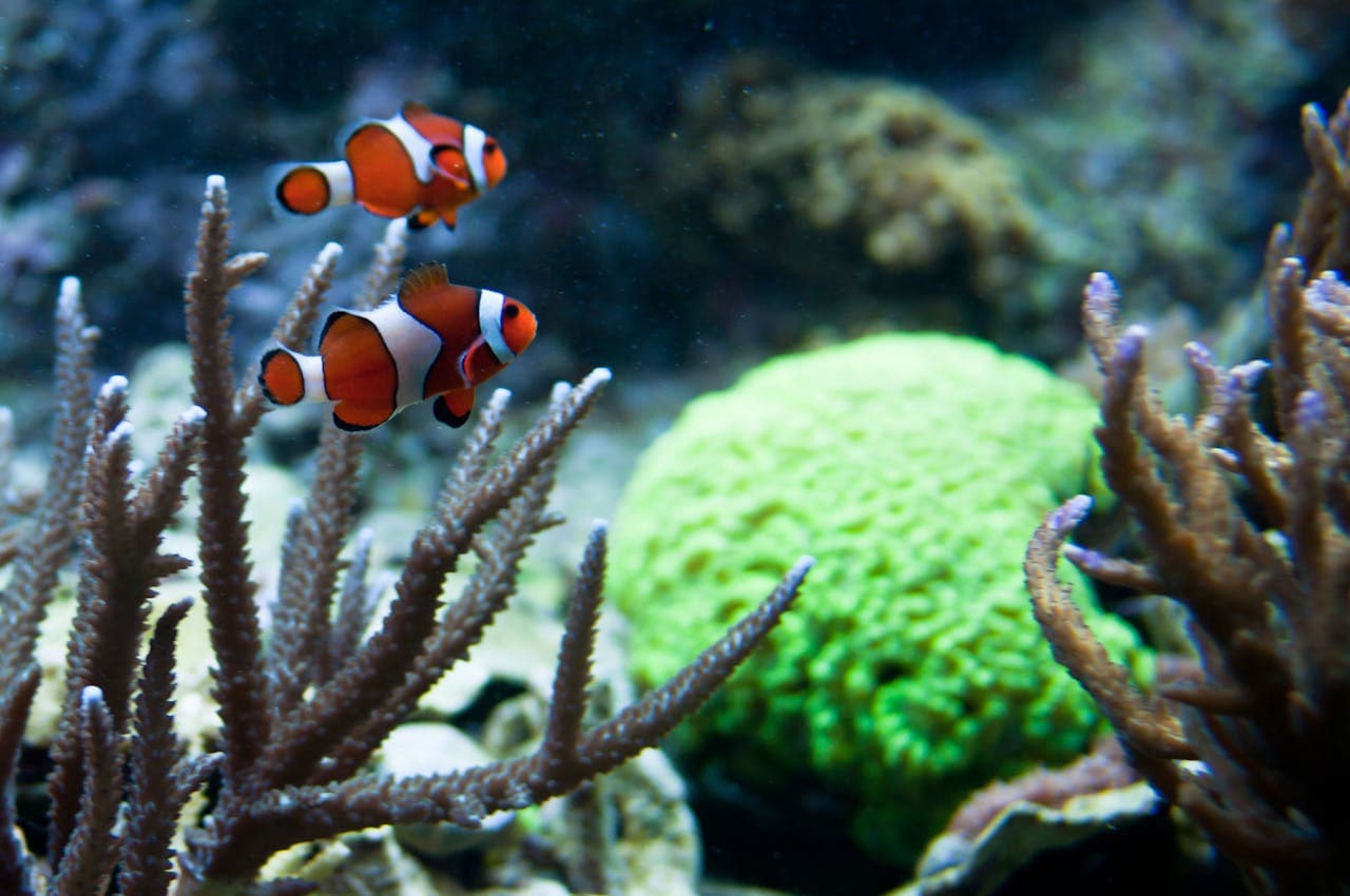 New England Aquarium Ticket - სურათი 12