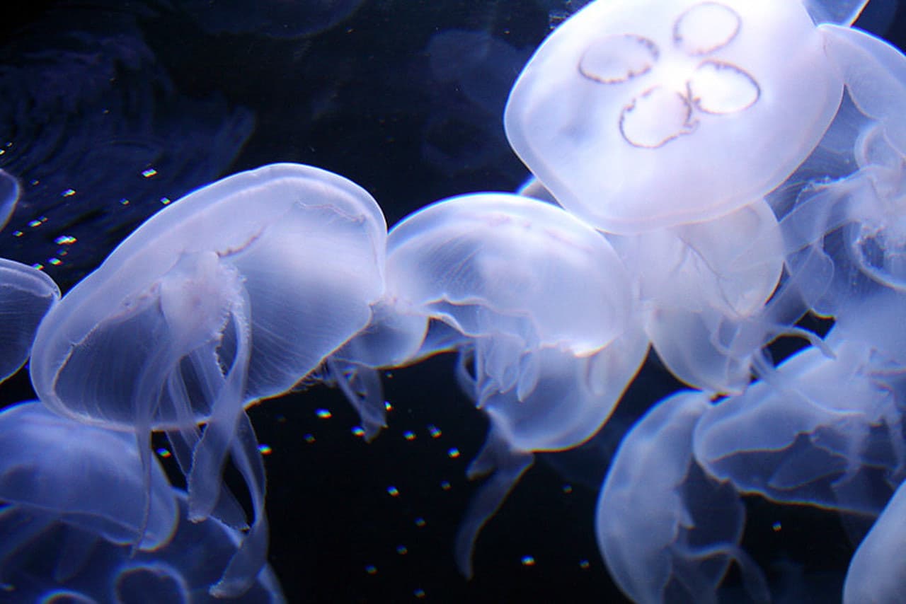 Aquarium of the Bay Ticket - სურათი 8