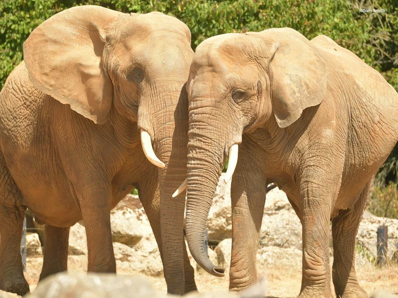 Colchester Zoo Ticket - სურათი 4