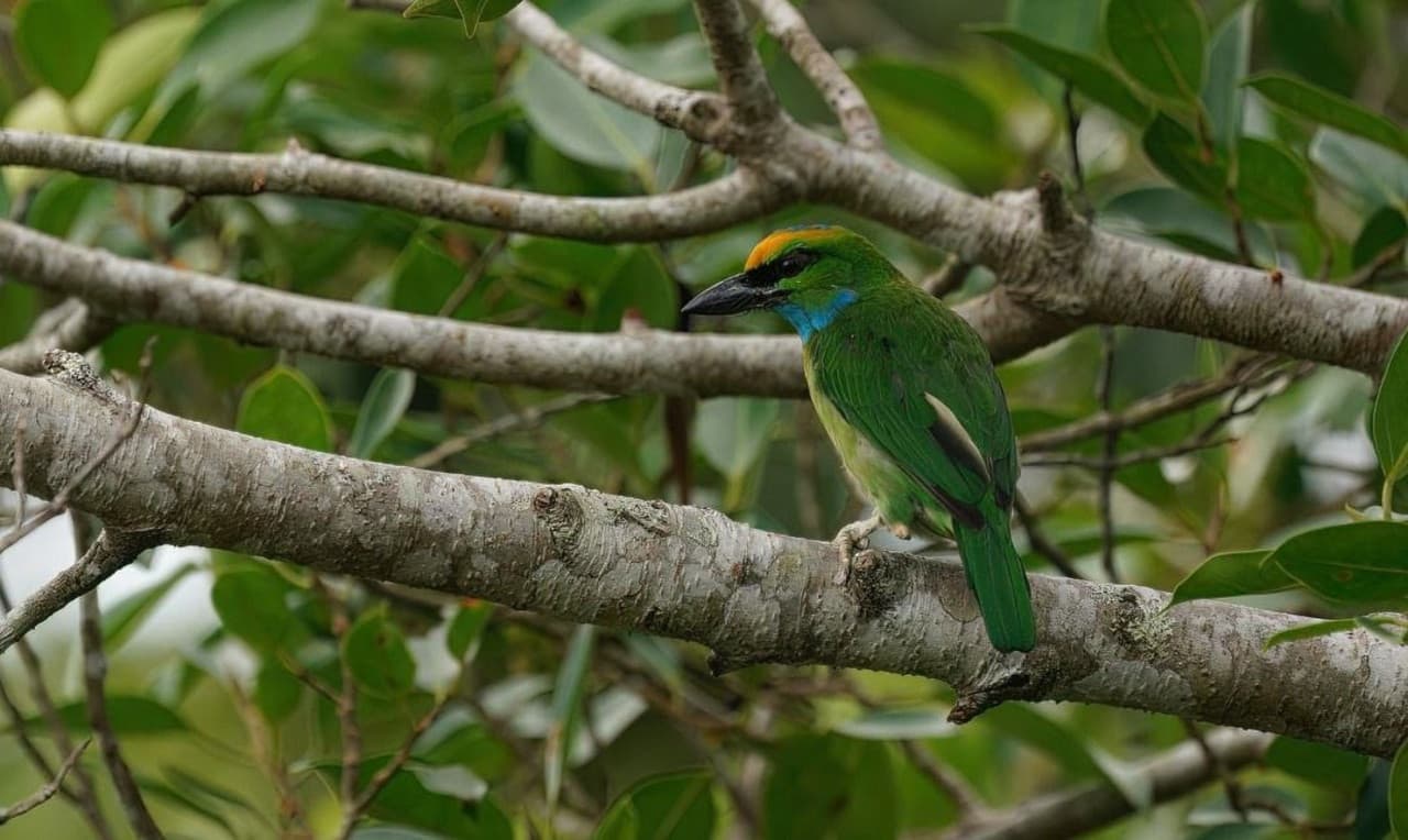 Langkawi Birdwatching Experience Tour - Half Day - სურათი 8