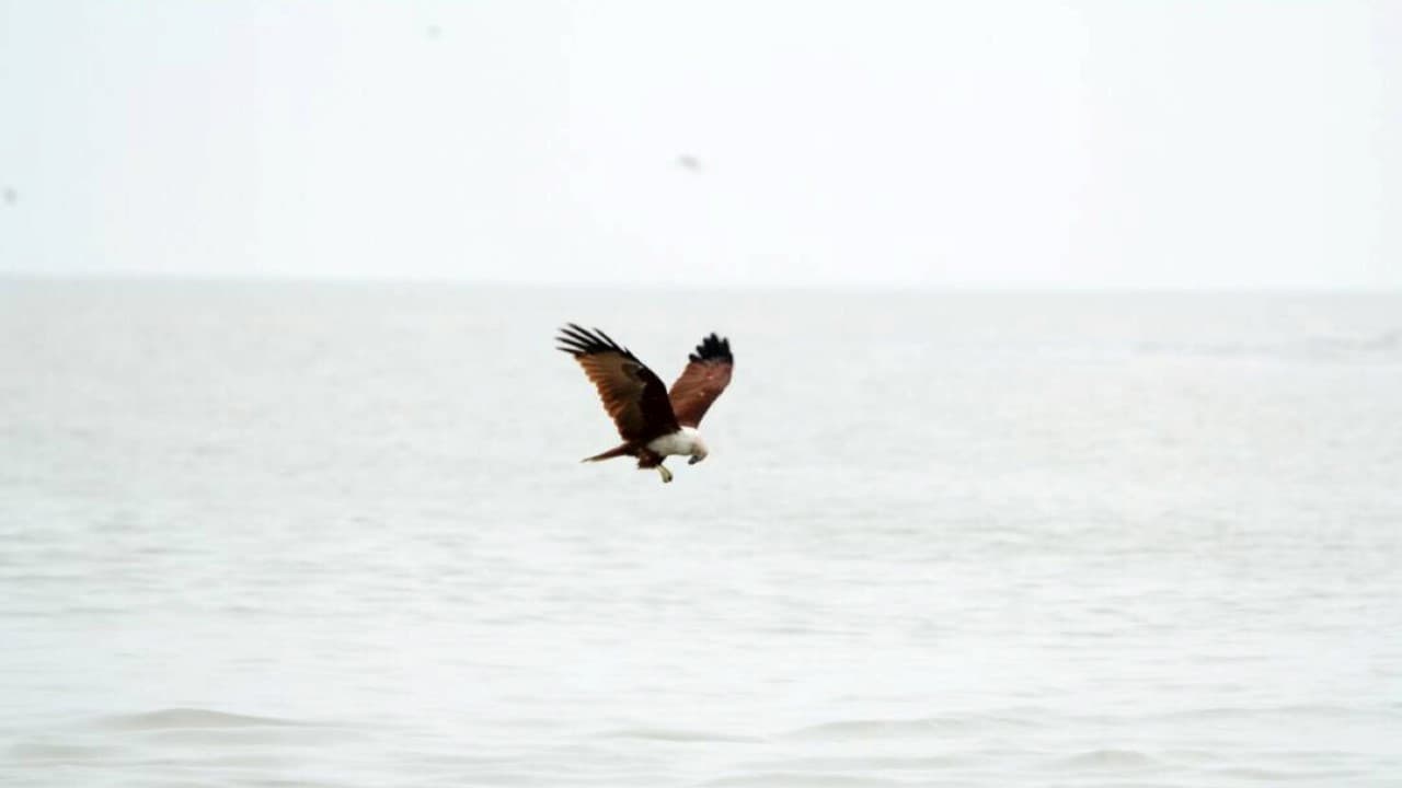 Eagle Watching Experience in Kuala Selangor - სურათი 5
