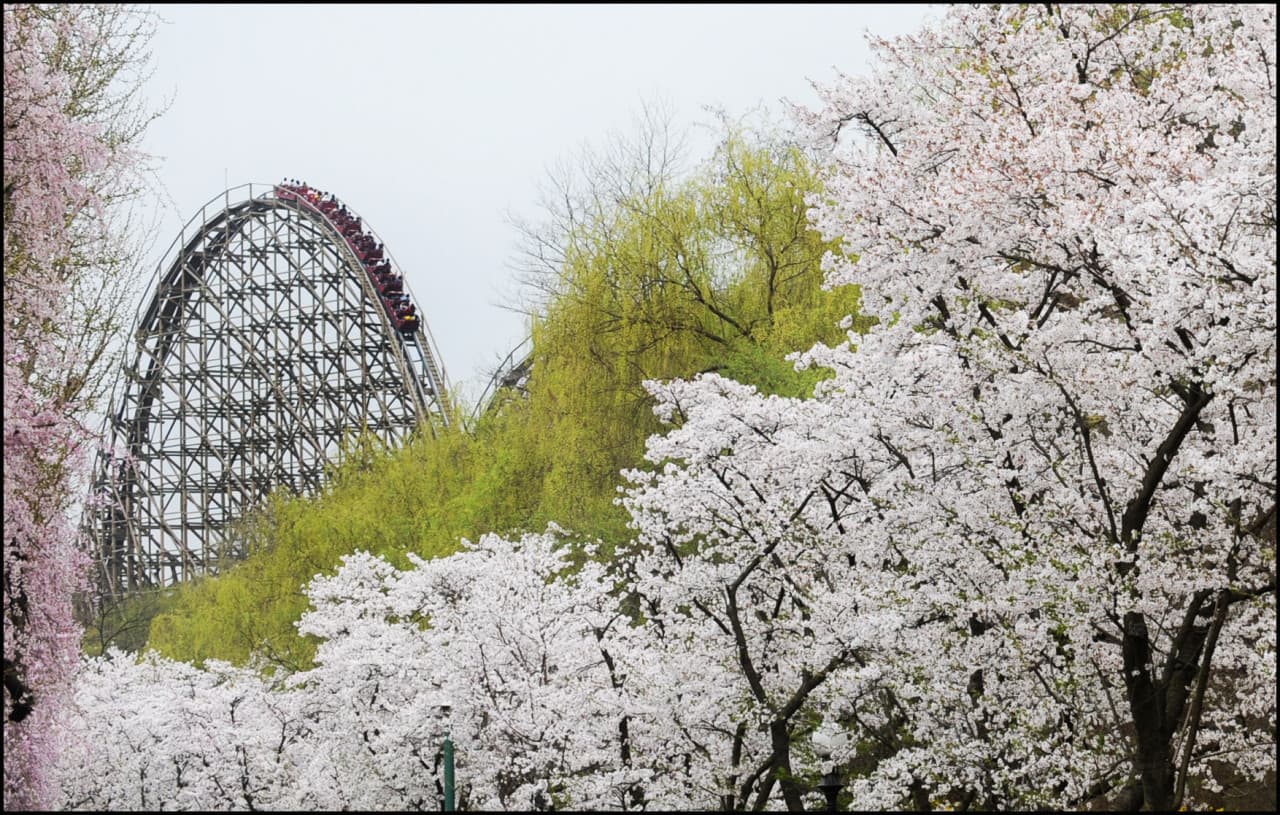 Everland Theme Park Ticket - სურათი 20