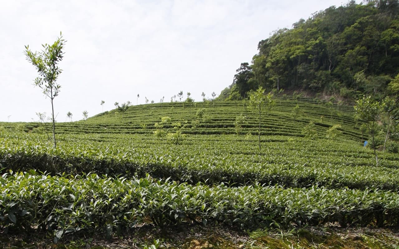Thousand Island Lake and Pinglin Tea Plantation Tour - სურათი 6