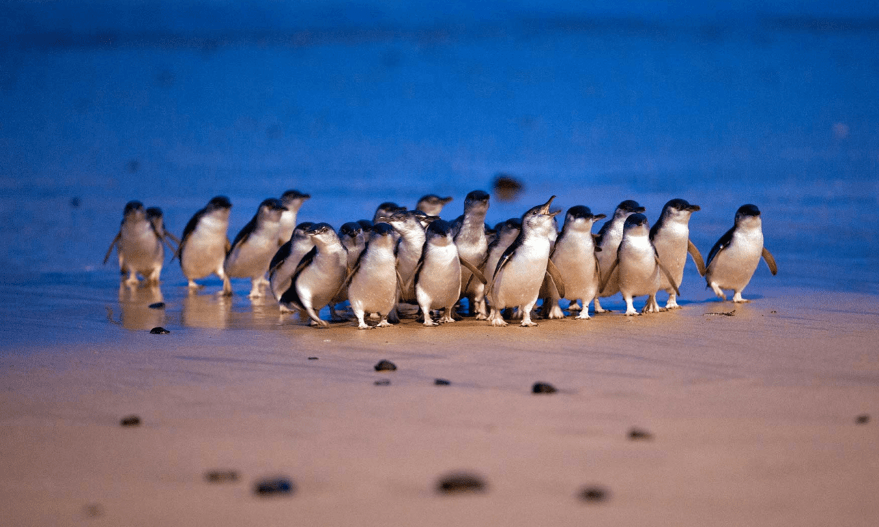 Phillip Island with Penguin Parade Eco Tour - მთავარი სურათი