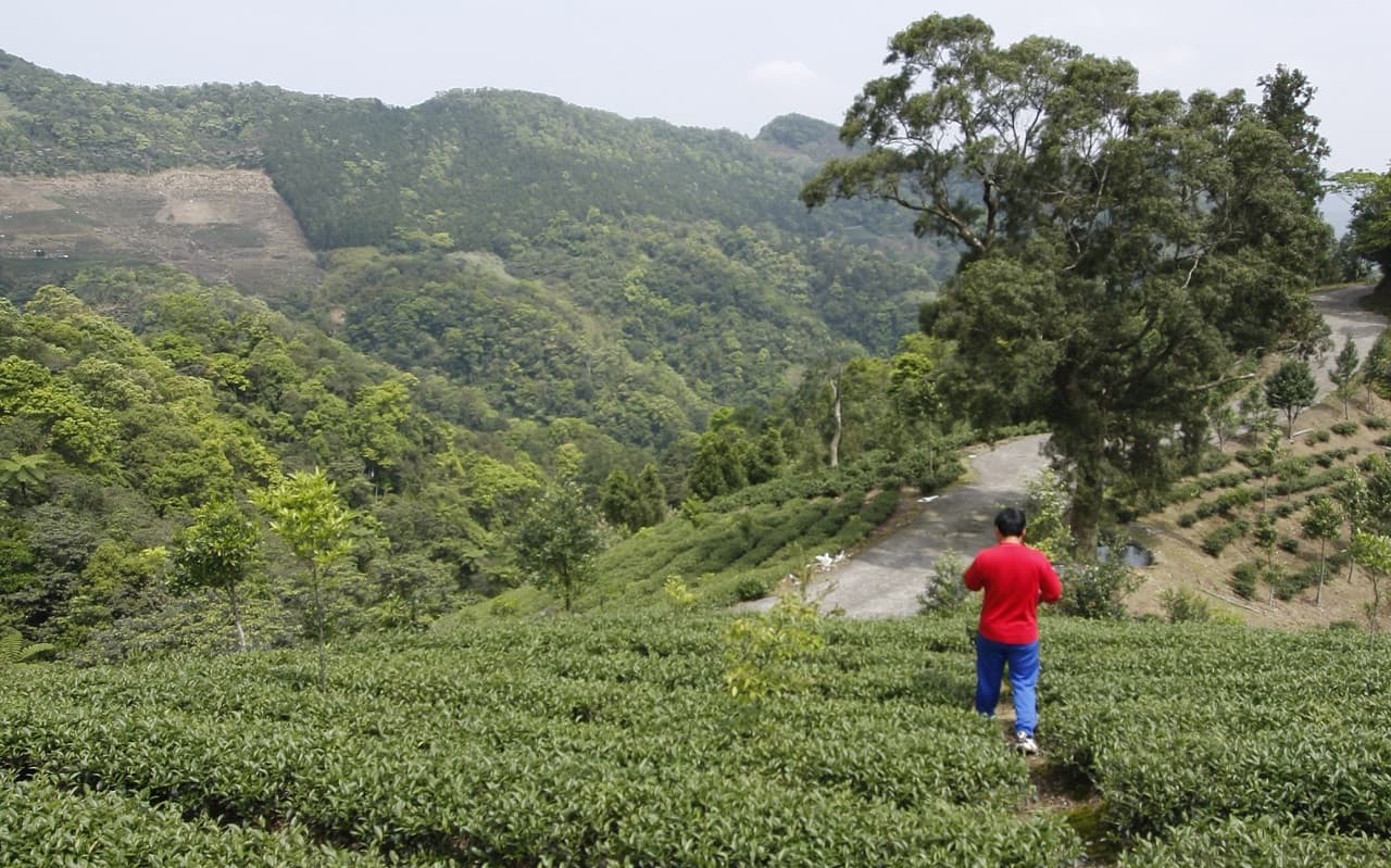 Thousand Island Lake and Pinglin Tea Plantation Tour - სურათი 4