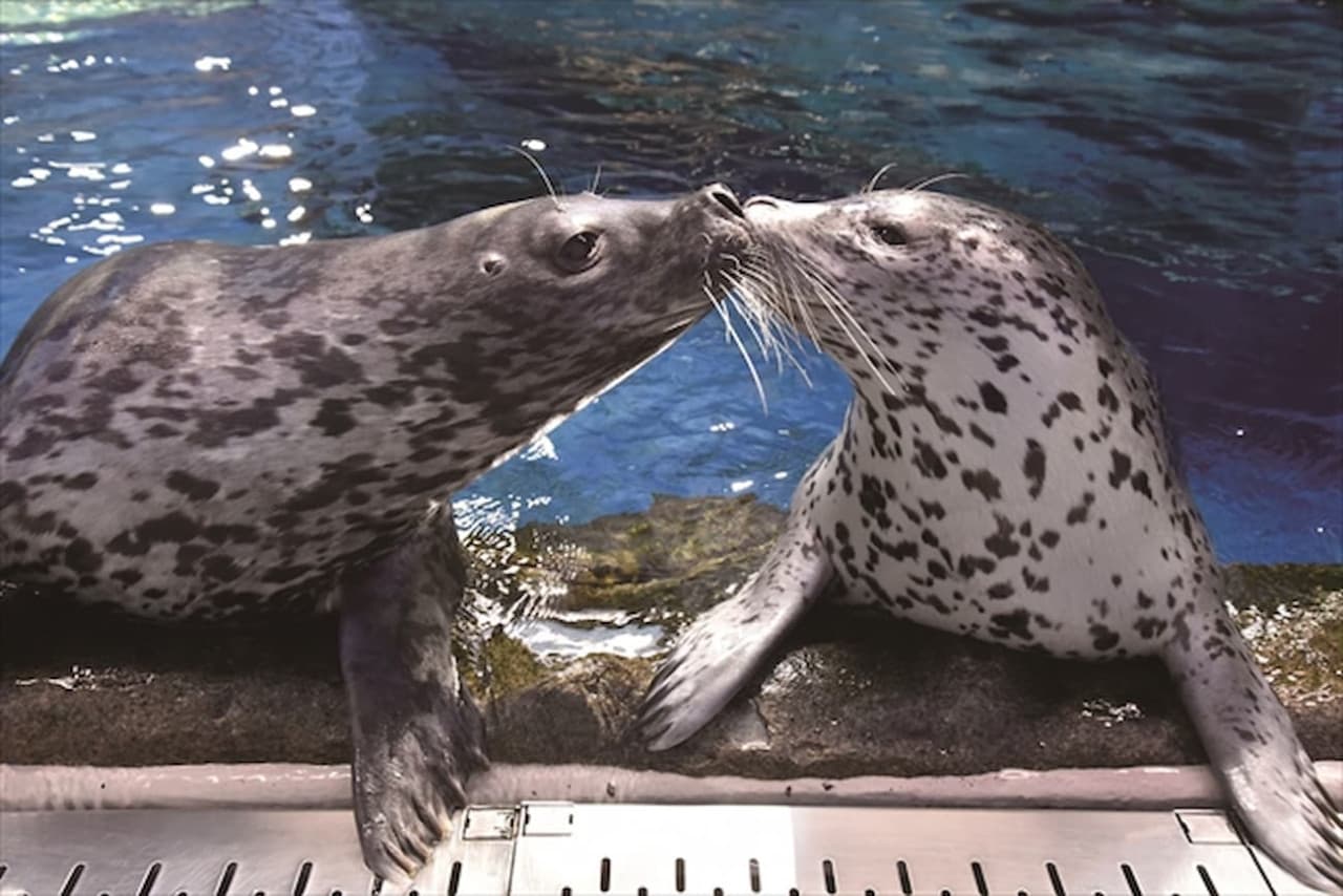 Enoshima Aquarium Ticket - სურათი 5