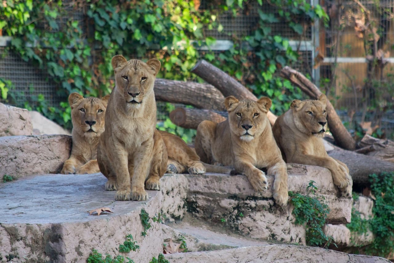 Barcelona Zoo - მთავარი სურათი