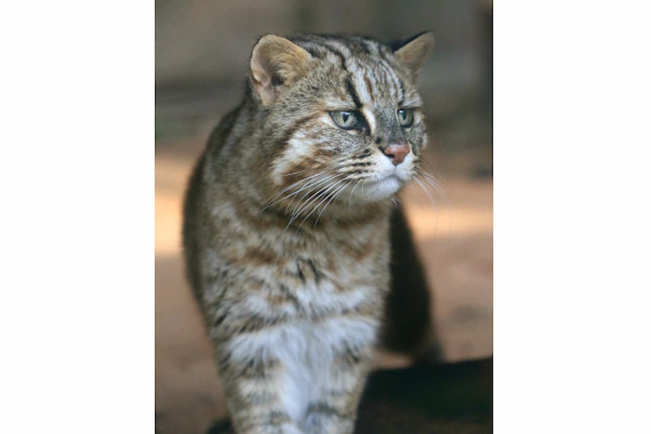 Okinawa Zoo & Museum Ticket - სურათი 3