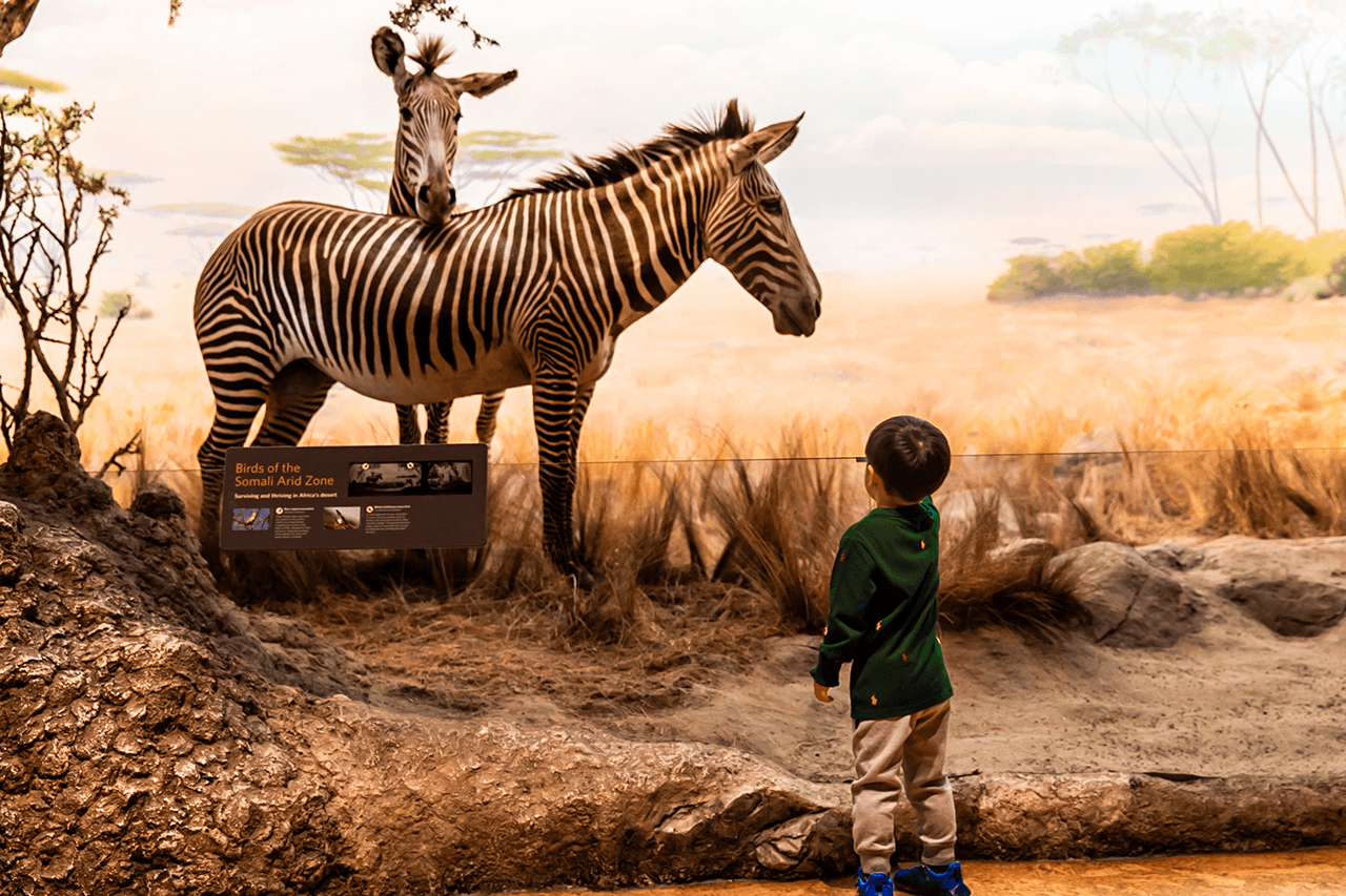 California Academy of Sciences Ticket - სურათი 12