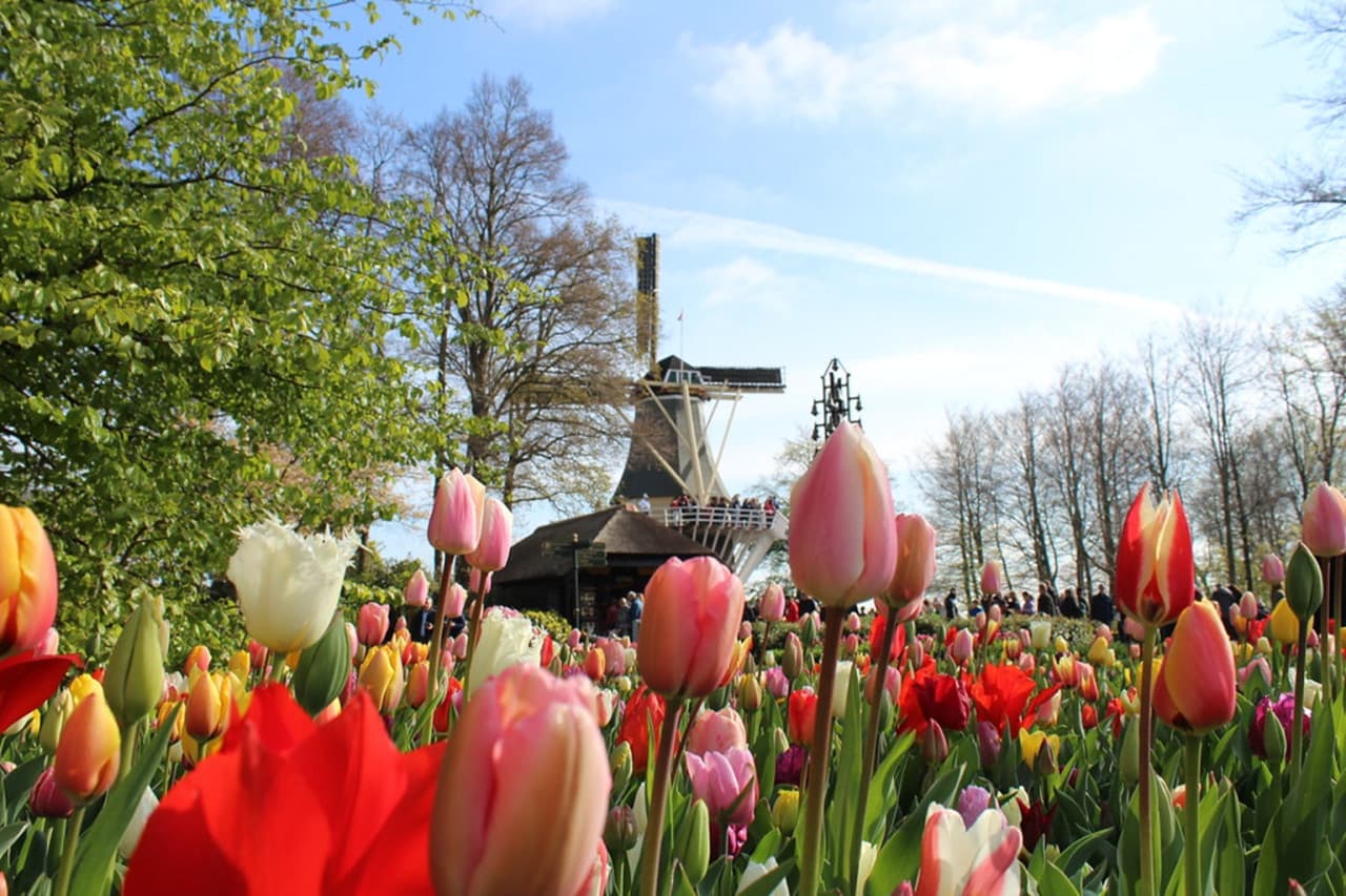 Keukenhof Gardens Ticket with Round Trip Bus Transfer from Amsterdam - სურათი 4