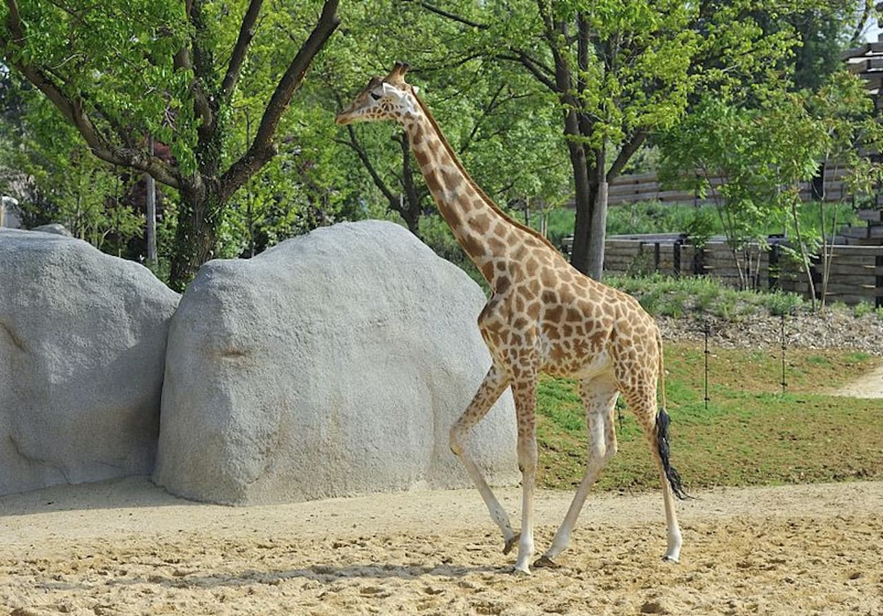 Paris Zoo (Parc Zoologique de Paris) - სურათი 4