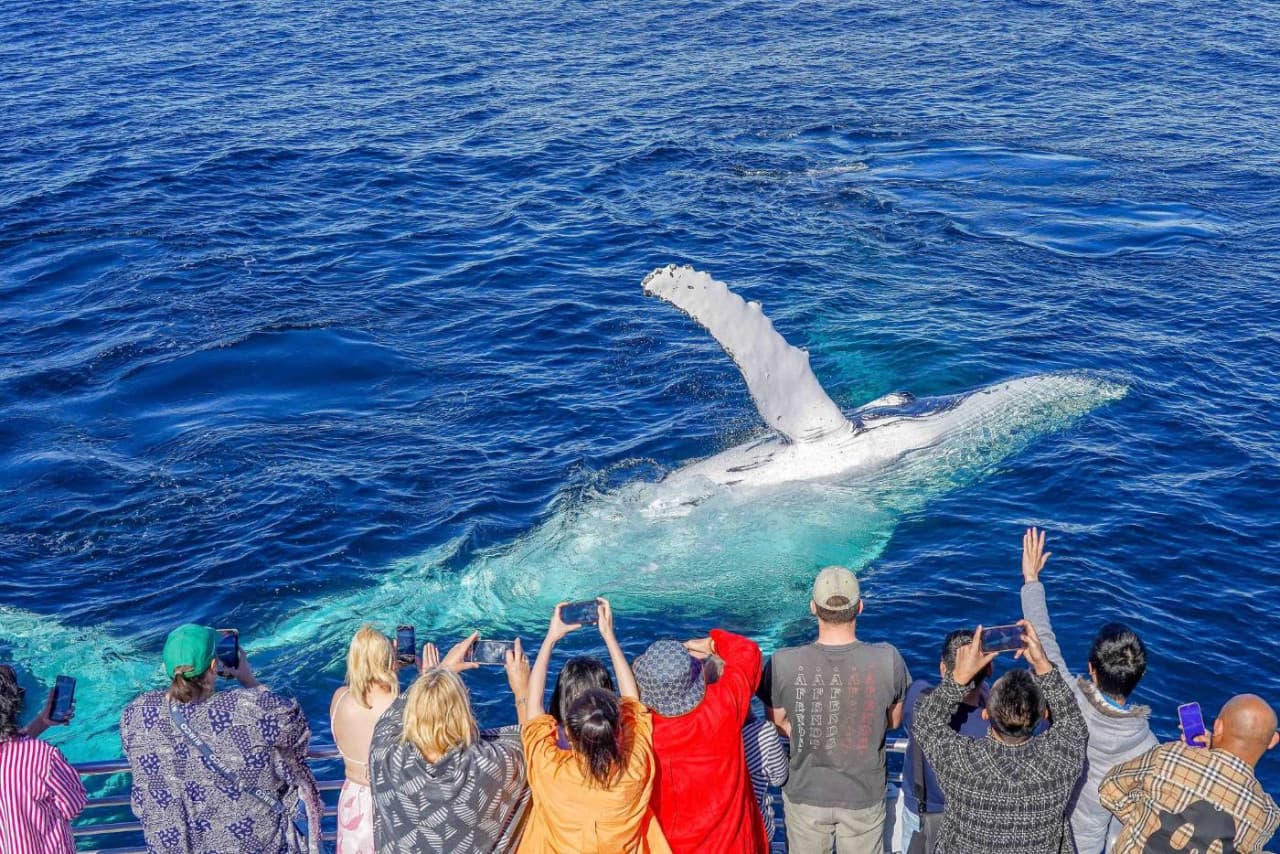 Gold Coast Whale Watching Cruise aboard Sea World Cruises - სურათი 4