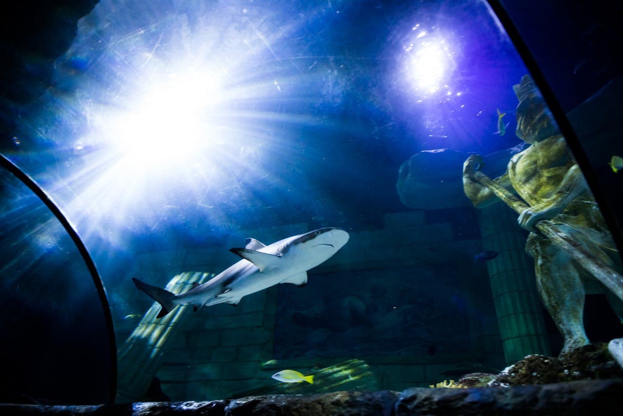 SEA LIFE Porto Ticket - სურათი 5