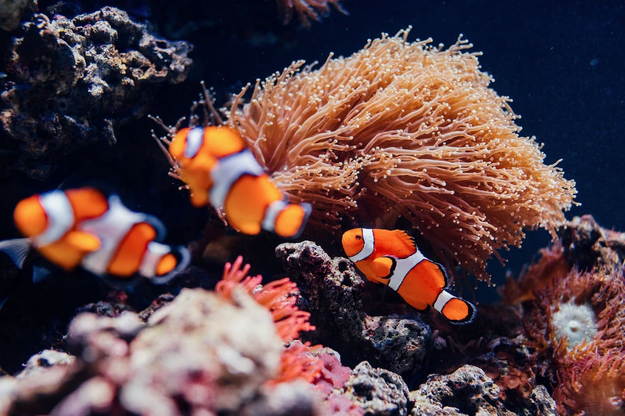 Oceanário de Lisboa Ticket - სურათი 2