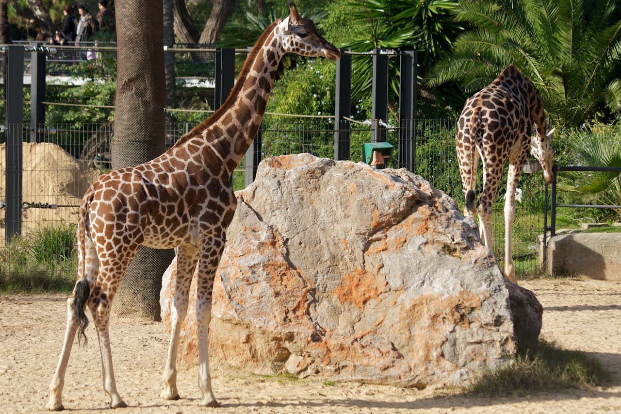 Barcelona Zoo - სურათი 9