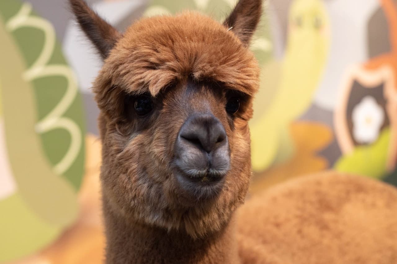 Just Farm Indoor Zoo Kuala Lumpur  (Previously Known As Just Pets Megastore) - სურათი 7