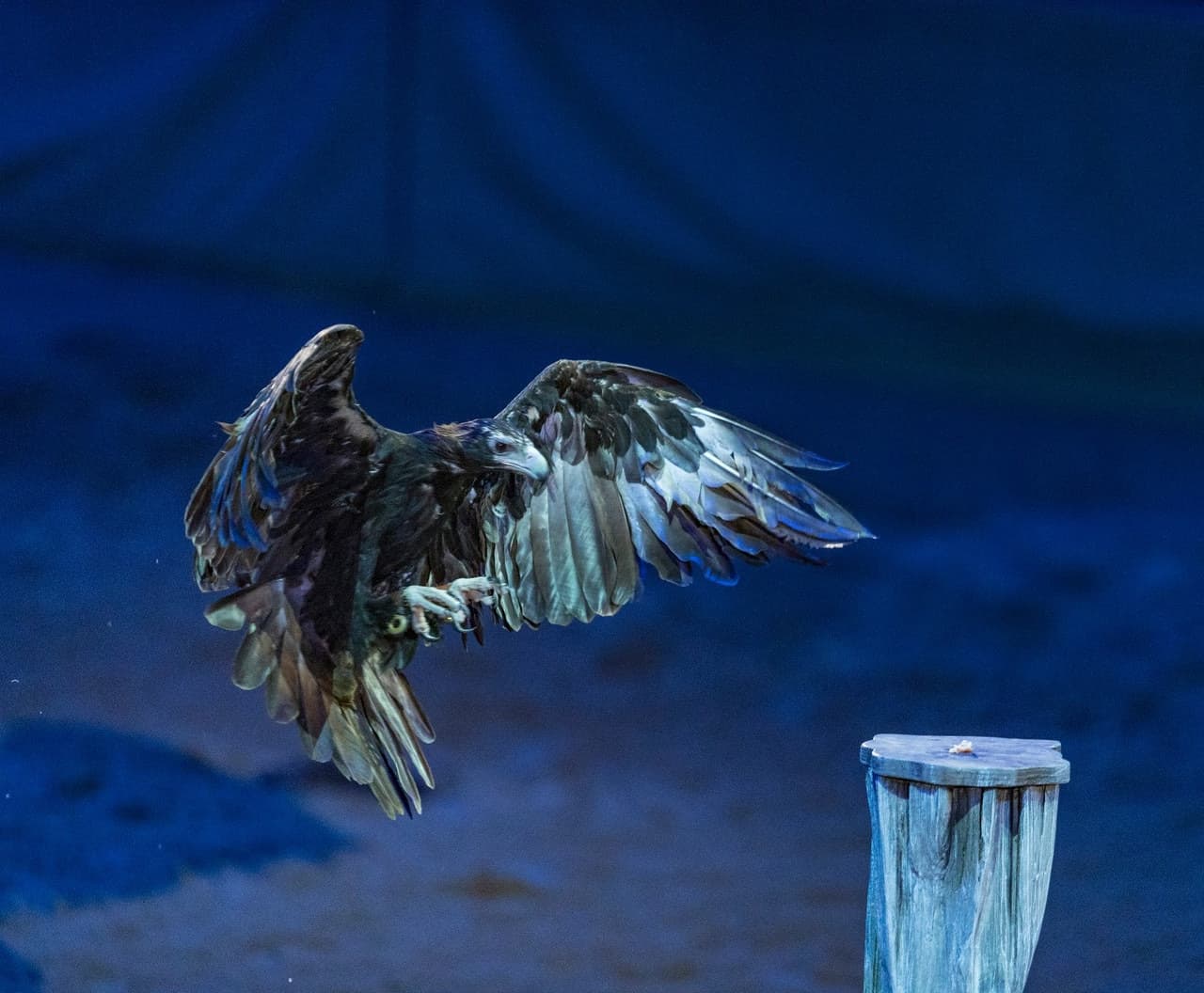 Australian Outback Spectacular Dinner Show Ticket - სურათი 9