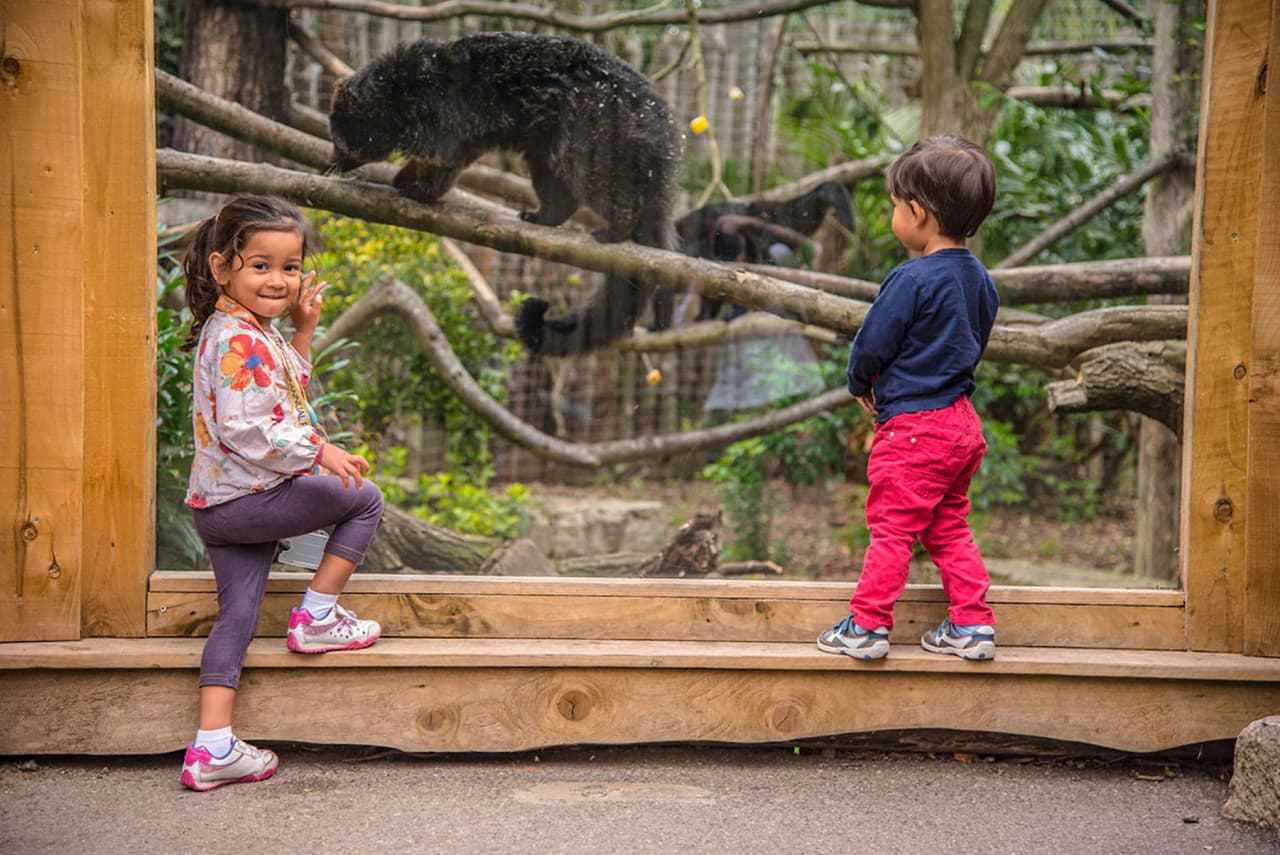 Chessington World of Adventures Ticket - სურათი 20