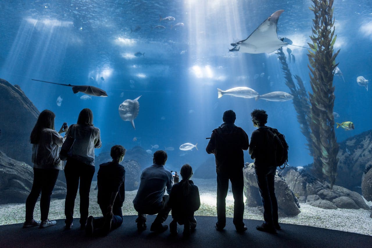 Oceanário de Lisboa Ticket - სურათი 5