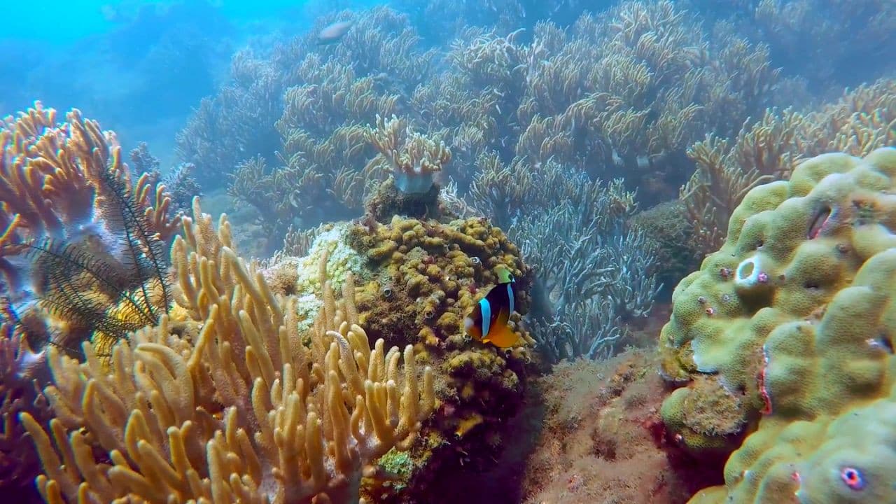 Cham Islands Underwater Walking and Snorkelling Half-Day Tour from Da Nang - სურათი 8