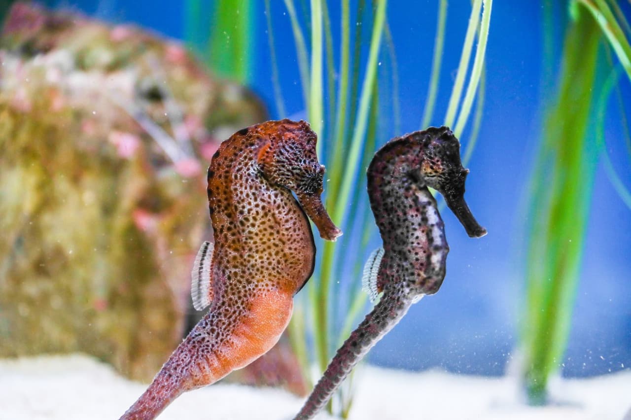 SEA LIFE Konstanz Aquarium Ticket - სურათი 6