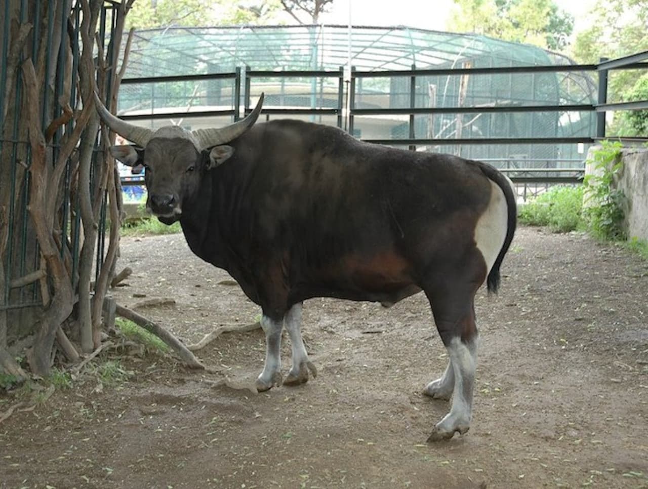 Bioparco: The Zoo of Rome - სურათი 7