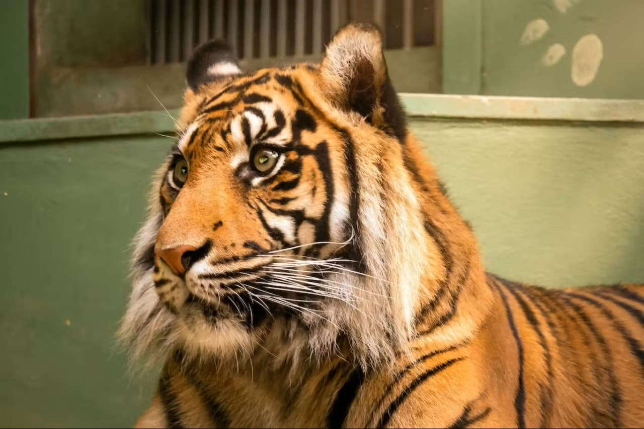 Prague Zoo Ticket + Audio Guide - სურათი 3