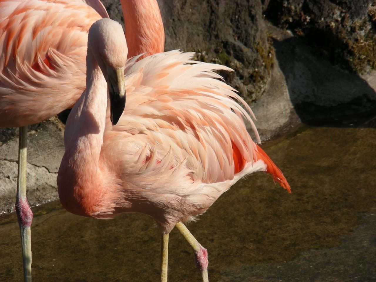 Gunma Safari Park Ticket - სურათი 10