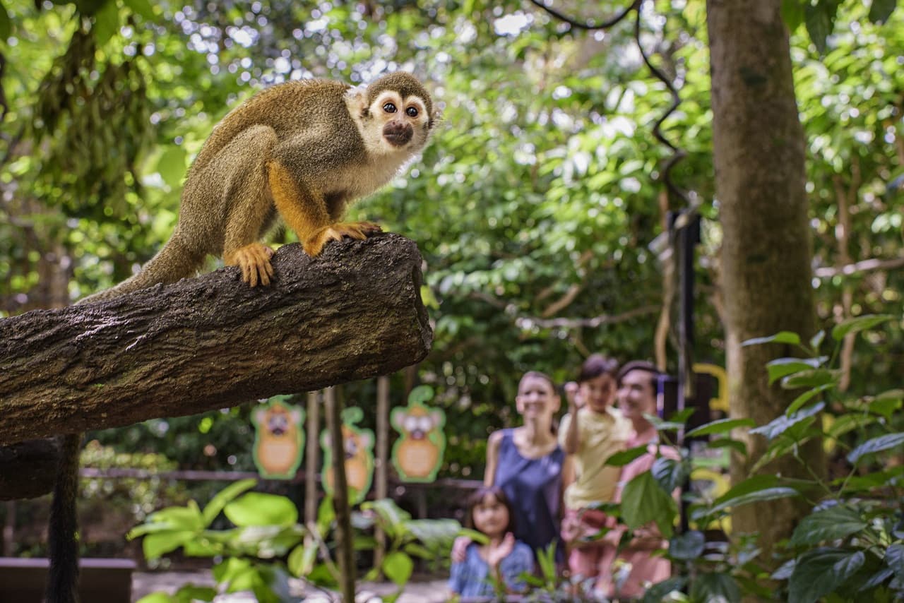 COMBO: Singapore Zoo + River Wonders Ticket - სურათი 15