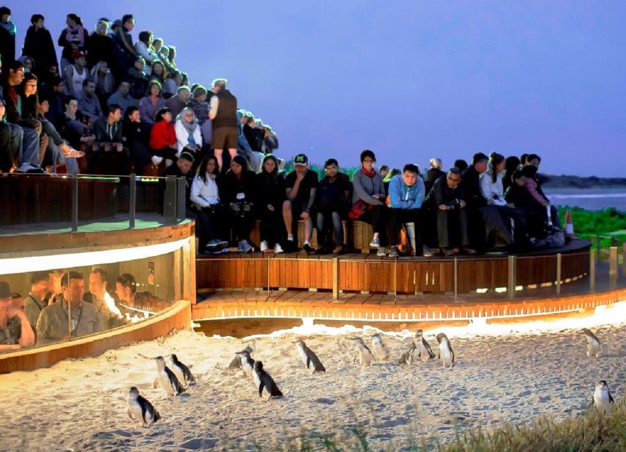 Phillip Island Nature Parks - Penguin Parade Ticket - სურათი 6