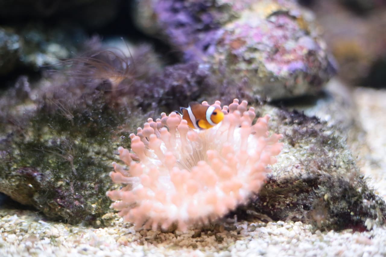 Underwater World Langkawi Ticket - სურათი 5