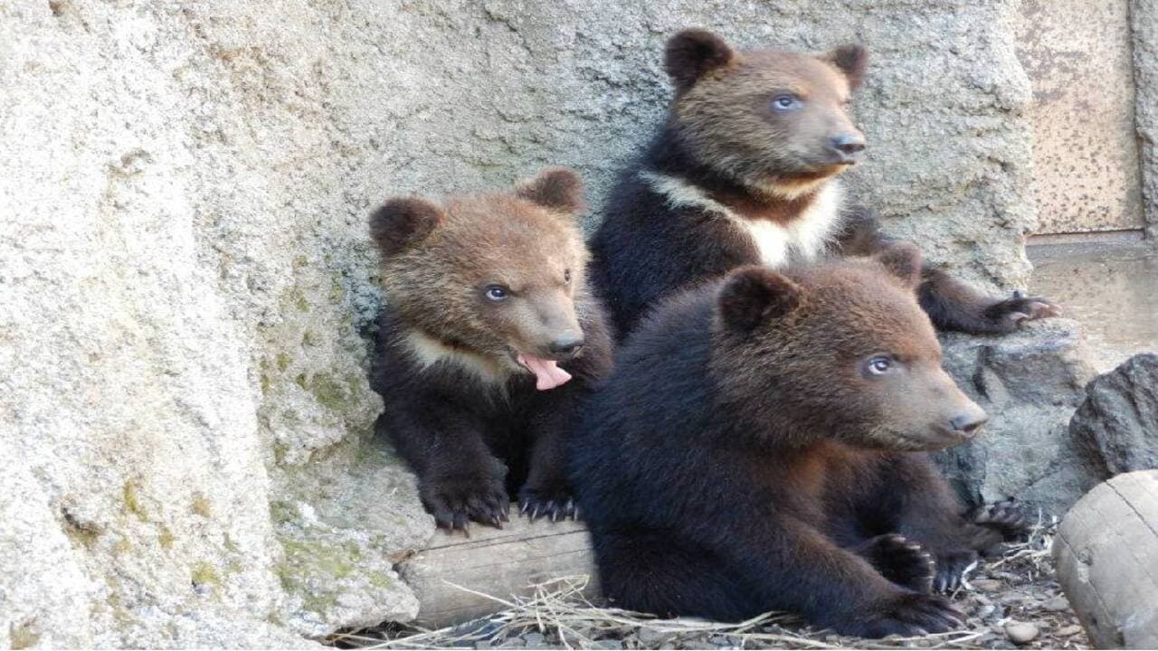 Hokkaido Noboribetsu Bear Park Ticket - სურათი 3