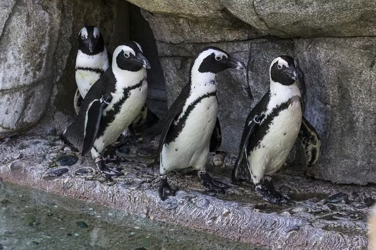 2-Visit Pass: San Diego Zoo + San Diego Zoo Safari Park Tickets - სურათი 8
