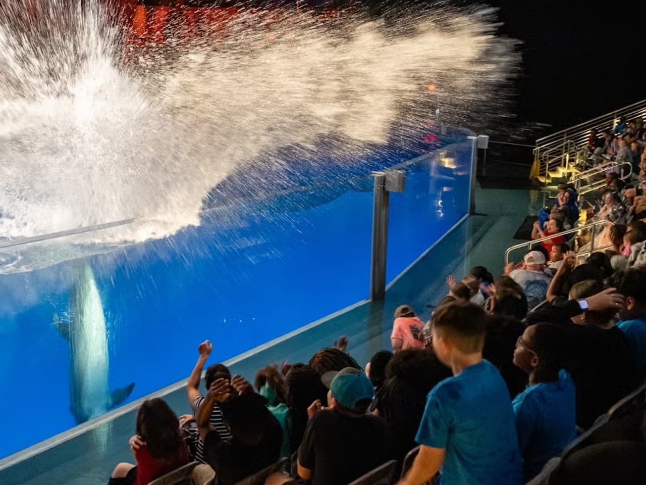 Georgia Aquarium: Fast Track Ticket - სურათი 6